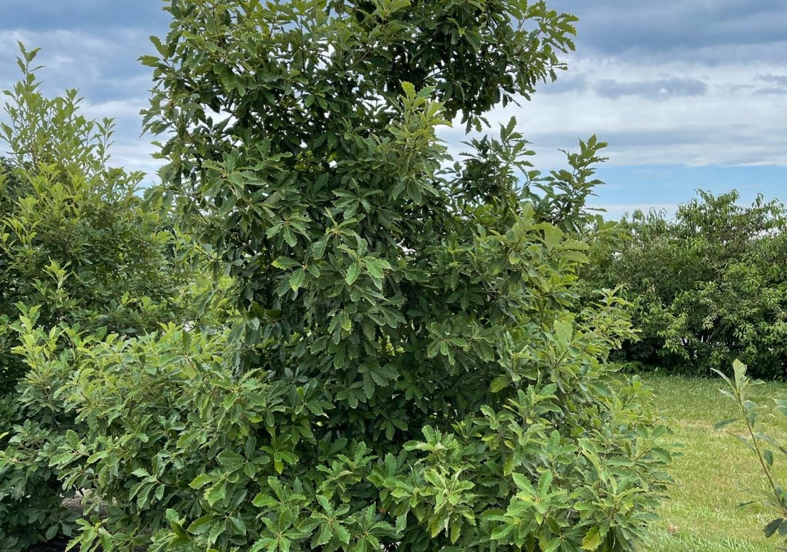 Quercus prinoides (dwarf chinquapin oak) | Avonlea Gardens & Inn
